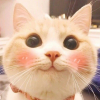 СОТкА